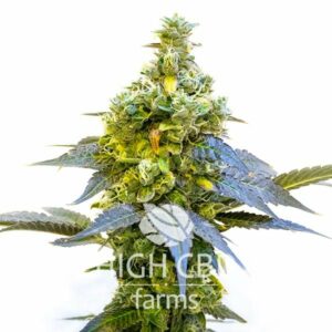 CBD Amnesia Fast Version PLANT CANNABIS