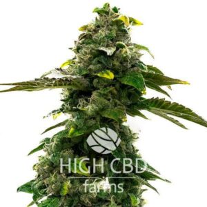 CBD Black Diesel CANNABIS PLANT