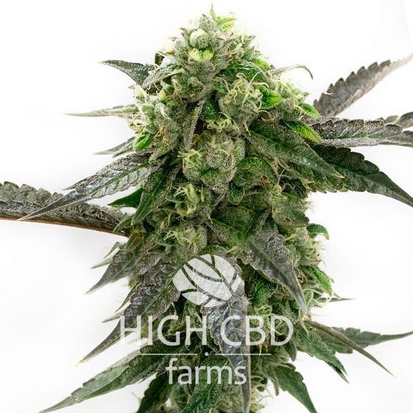 CBD Girl Scout Cookies CANNABIS PLANT