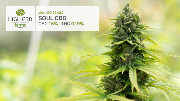 Soul CBG Strain - Product Image