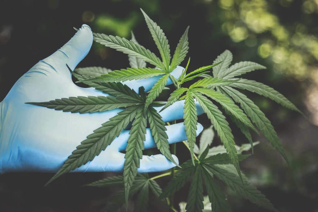 PLANT MARIJUANA PLANT MARIJUANA