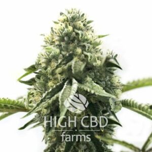Auto CBD Cheese PLANT CANNABIS