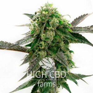 Auto CBD Cookies PLANT CANNABIS