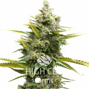 Auto CBD Critical Mass PLANT CANNABIS
