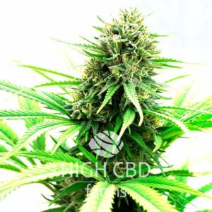 Auto CBD Critical Mass PLANT CANNABIS