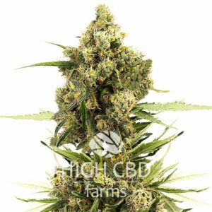 Auto CBD Haze PLANT CANNABIS