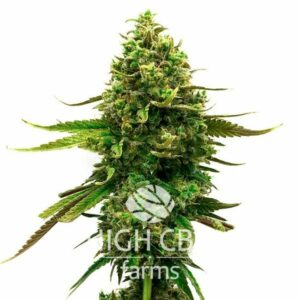 Auto CBD Med Gom PLANT CANNABIS
