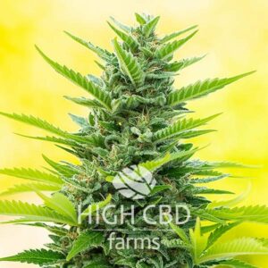 Auto CBD Northern Lights PLANT CANNABIS