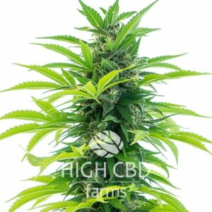 Auto CBD Pineapple PLANT CANNABIS