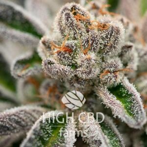 Auto CBD Purple PLANT CANNABIS