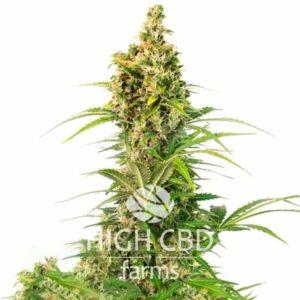 Auto CBD White Widow PLANT CANNABIS