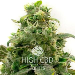 CBD ACDC CANNABIS PLANT