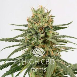 CBD Amnesia CANNABIS PLANT