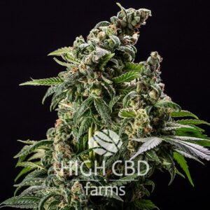 CBD Cafe Racer CANNABIS PLANT