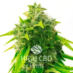 CBD Candyland CANNABIS PLANT