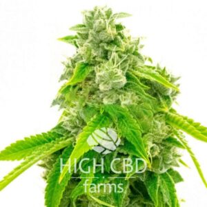 CBD Diesel CANNABIS PLANT