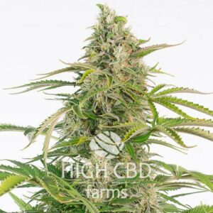 CBD Fruit Cheese CANNABIS PLANT