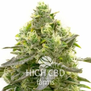 CBD Harlequin Kimbo Kush Fast Version PLANT CANNABIS