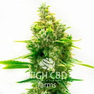 CBD Haze CANNABIS PLANT
