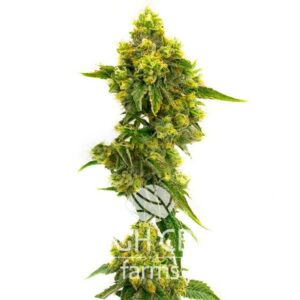 CBD Jack Herer CANNABIS PLANT