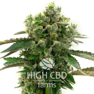 CBD Kush x CBD Kush CANNABIS PLANT