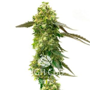 CBD Mexican CANNABIS PLANT