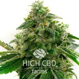 CBD OG Kush CANNABIS PLANT