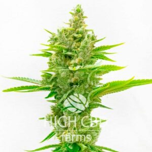 CBD Ratio CANNABIS PLANT