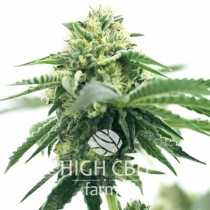 CBD Shiskaberry x Candida Fast Version PLANT CANNABIS
