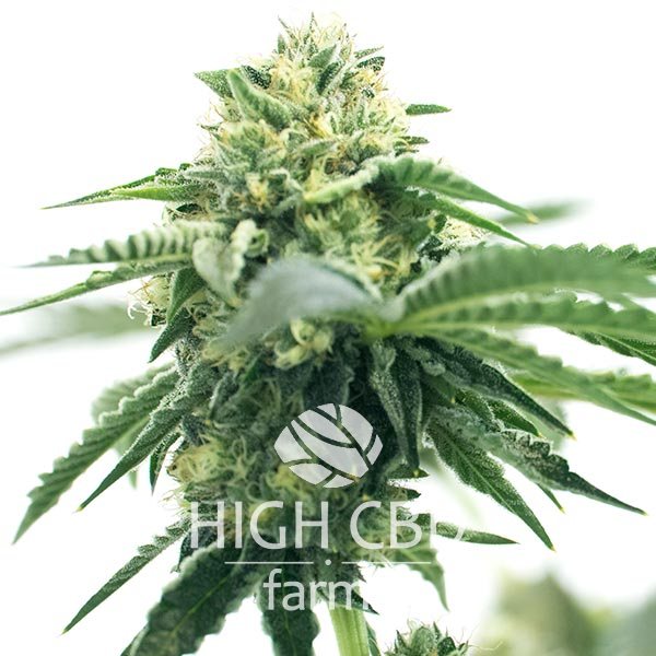 CBD Shiskaberry x Candida Fast Version High CBD Farms