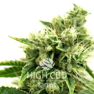 CBD Shiskaberry x Candida CANNABIS PLANT