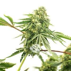 CBD Sour Lemon CANNABIS PLANT