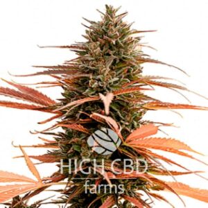 CBD Strawberry Cake CANNABIS PLANT