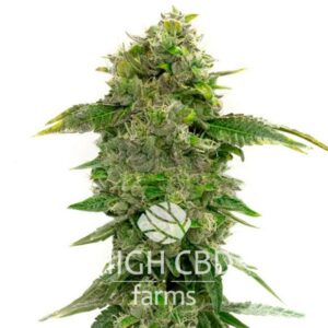 CBD Strawberry CANNABIS PLANT
