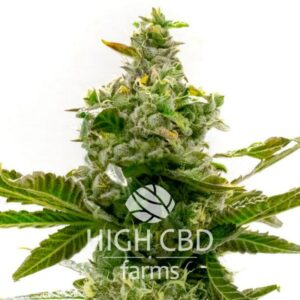 CBD Super Lemon Haze CANNABIS PLANT