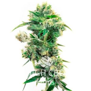 CBD SUPER SILVER CANNABIS PLANT