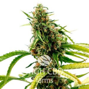 CBD Supreme Durban CANNABIS PLANT