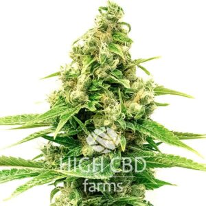 CBD Tangie CANNABIS PLANT