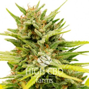 CBD Very Cherry Berry CANNABIS PLANT
