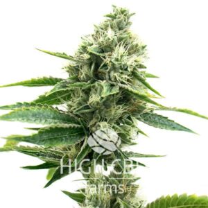 CBD1-CA Ratio CANNABIS PLANT