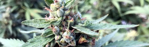 SOUL CBG HEMP SEEDS STRAIN SOUL CBG HEMP SEEDS STRAIN