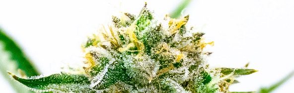 Super Kush CBD2 Super Kush CBD2