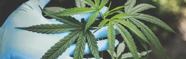 hemp seeds services hemp seeds services